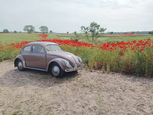 foto 3 - ovaal in poppyveld